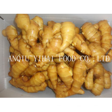 High Quality Global Gap Fresh Ginger